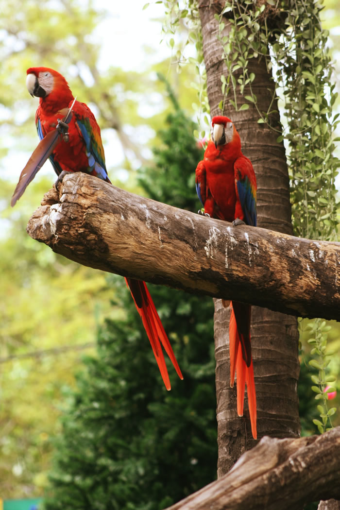 Loros en Bávaro, Punta Cana y La Romana - Parrots in Bavaro, Punta Cana and La Romana