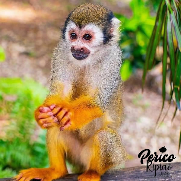 Perico Ripiao Tours